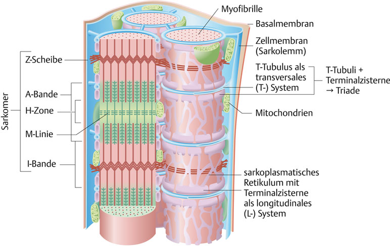 Анатомия мышечных клеток 